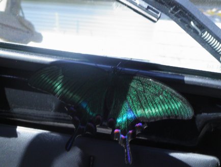 butterfly