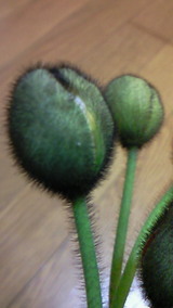 87e09e4a.jpg