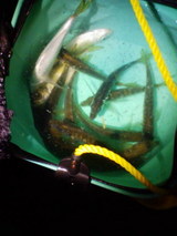bee55939.jpg