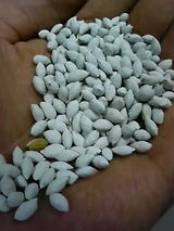 水稲直播完了(^-^ ゞ 水稲直播完了(^-^ ゞ