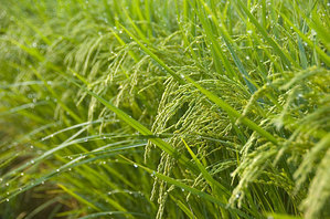 ��