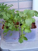 観葉植物デビュー5