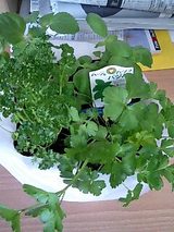 観葉植物デビュー2