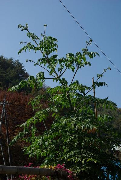 コウテイダリア