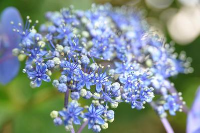 ほんとの花びら