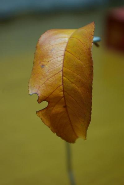 桃人面葉