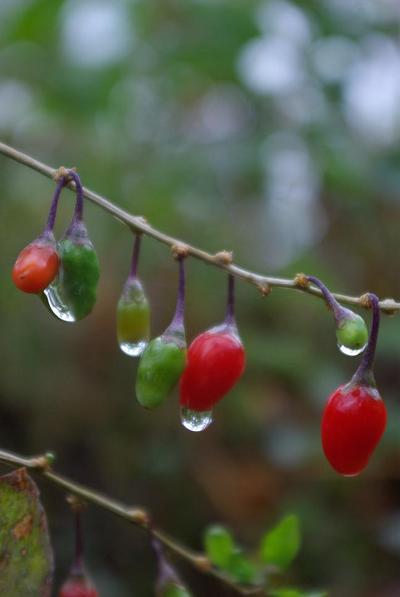 雨あがり