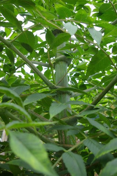 太い茎