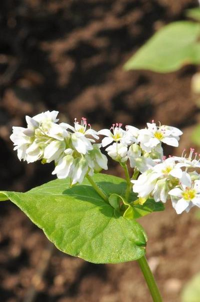 ソバの花