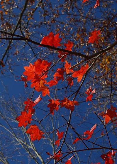 紅葉