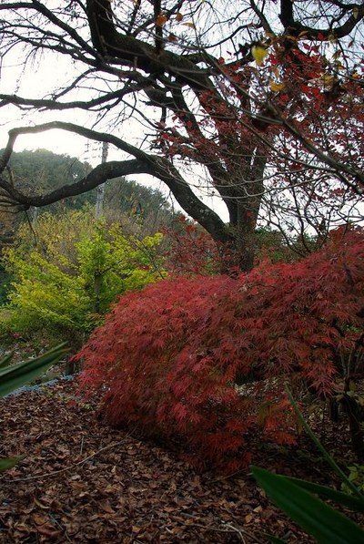おばあちゃんんちの紅葉