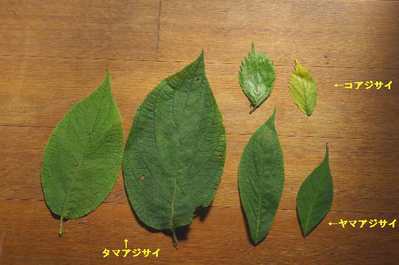 裏山のアジサイ3種