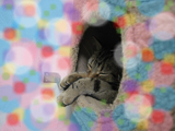BlogPaint