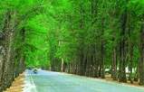 �׎֎���tree