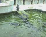 ペンギン