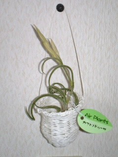 エアープランツ×エコ