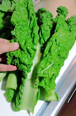 091120かつお菜
