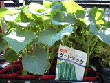キューリ苗入荷