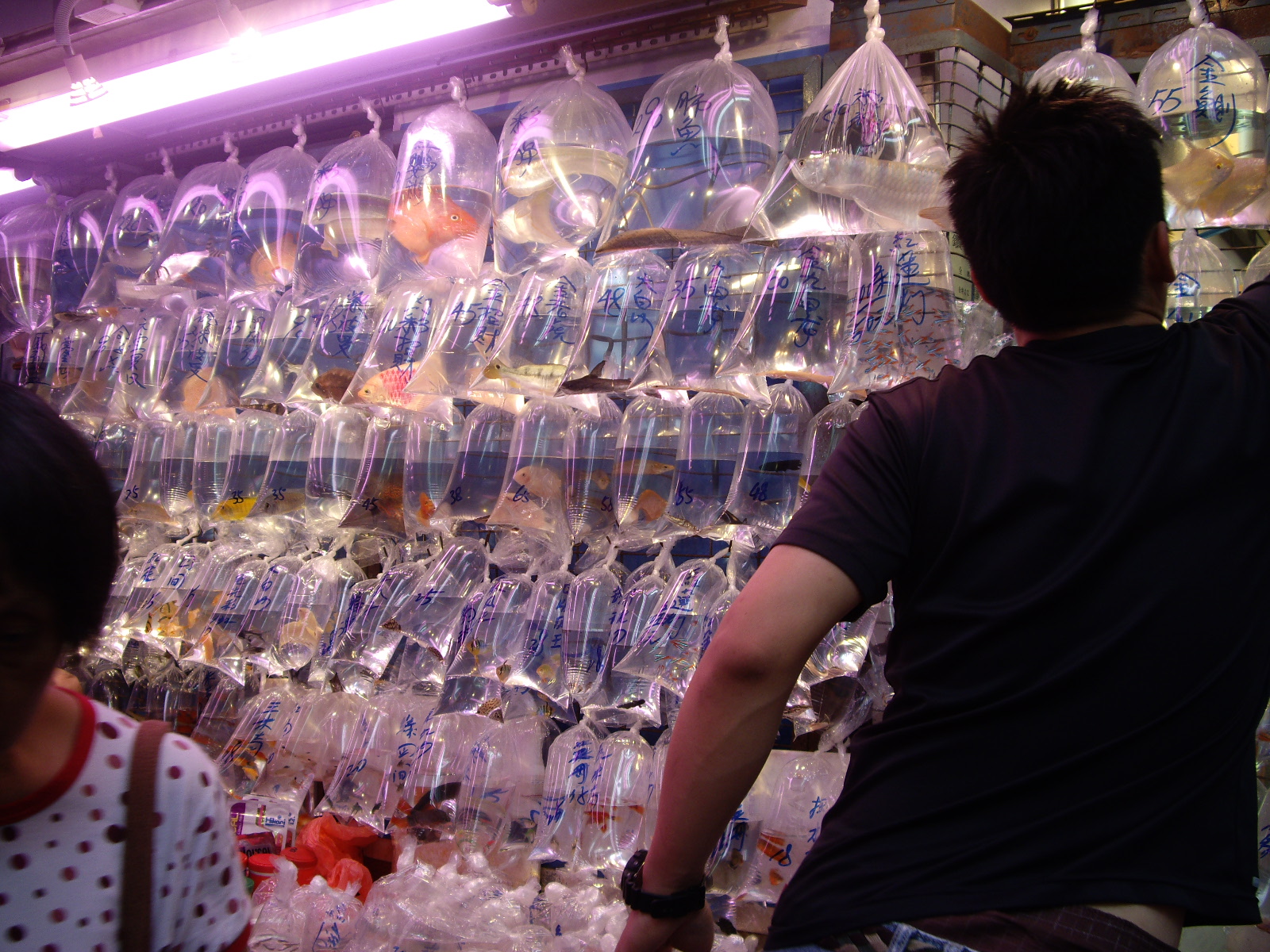 金魚街