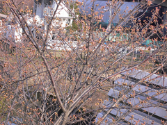 きてます1