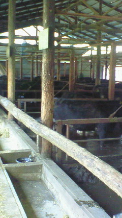 牛小屋内観
