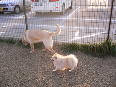 with ポメ