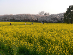 権現堂桜堤
