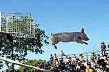 空飛ぶ豚 flying pig