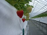 ���礵��Υ��ޡ��ץ�󥻥�