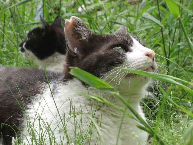 画像を等倍で表示します 画像