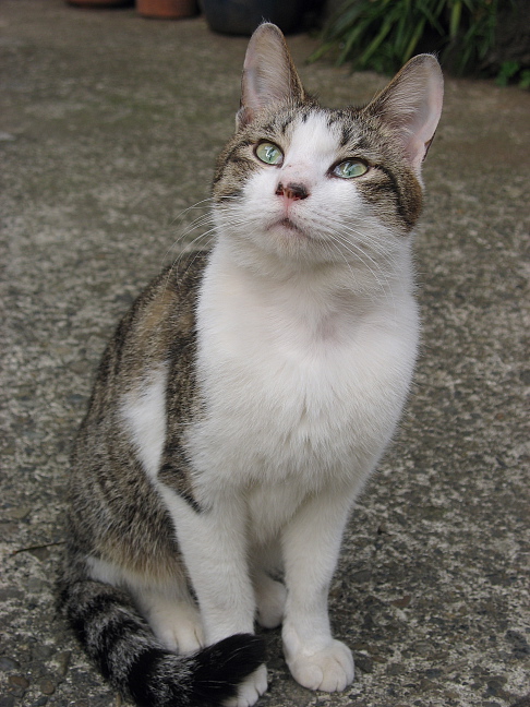 画像を等倍で表示します 画像