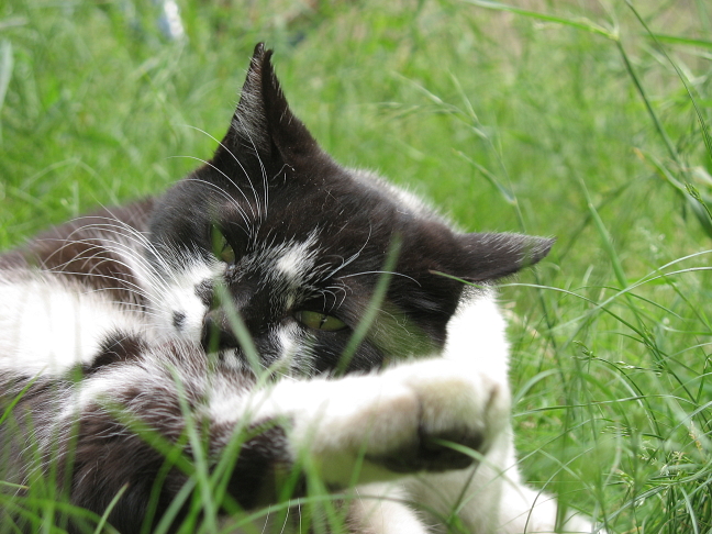 画像を等倍で表示します 画像