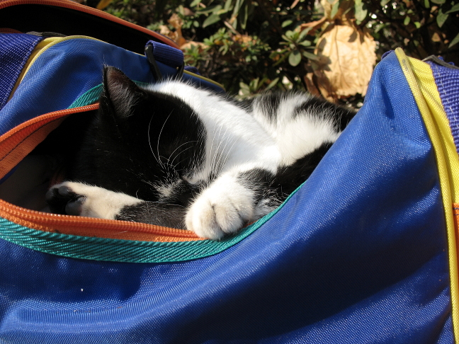 画像を等倍で表示します 画像