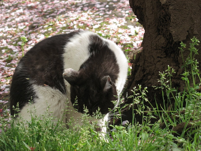 画像を等倍で表示します 画像