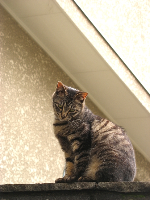 画像を等倍で表示します 画像