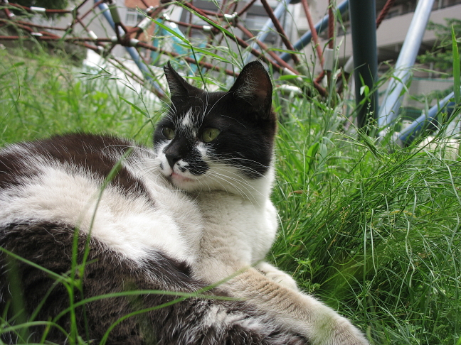 画像を等倍で表示します 画像