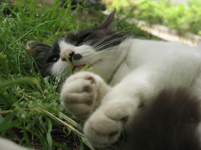 画像を等倍で表示します 画像