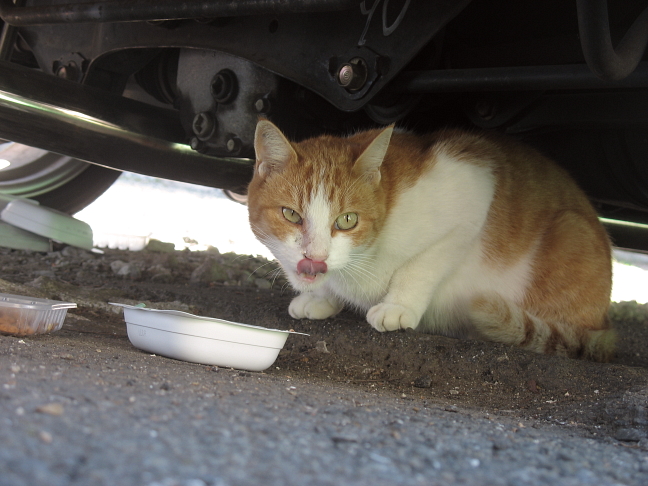 画像を等倍で表示します 画像