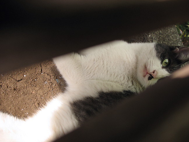 画像を等倍で表示します 画像