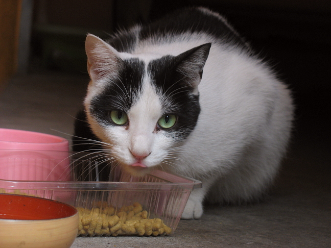 画像を等倍で表示します 画像