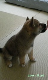 machiuke_02