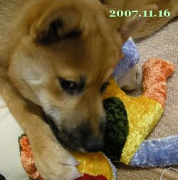 20071116_1