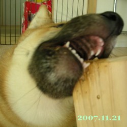 2007/11/21_3