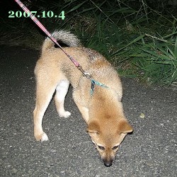 2007/10/4_1