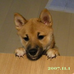 2007/11/2_2
