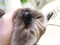 イザウラほんとは甘えています
