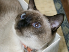 ジンジン猫ベッドで