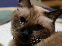 美猫イザウラ、やさしい子