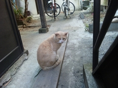 トラくんここにいて・・・