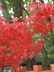 kyoto1